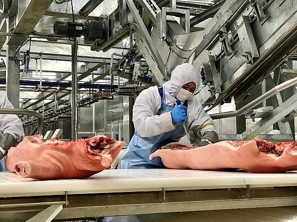 Giá lợn hơi hôm nay ngày 14/7 tăng nóng do khan hiếm nguồn cung Giá lợn hơi hôm nay ngày 14/7 tăng nóng do khan hiếm nguồn cung