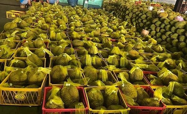 Chính thức ký nghị định thư xuất khẩu sầu riêng sang Trung Quốc Chính thức ký nghị định thư xuất khẩu sầu riêng sang Trung Quốc