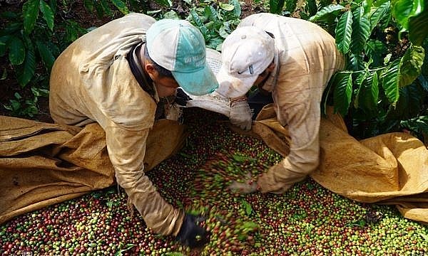 Giá cà phê hôm nay 20/8: Thị trường hồi phục Giá cà phê hôm nay 20/8: Thị trường hồi phục