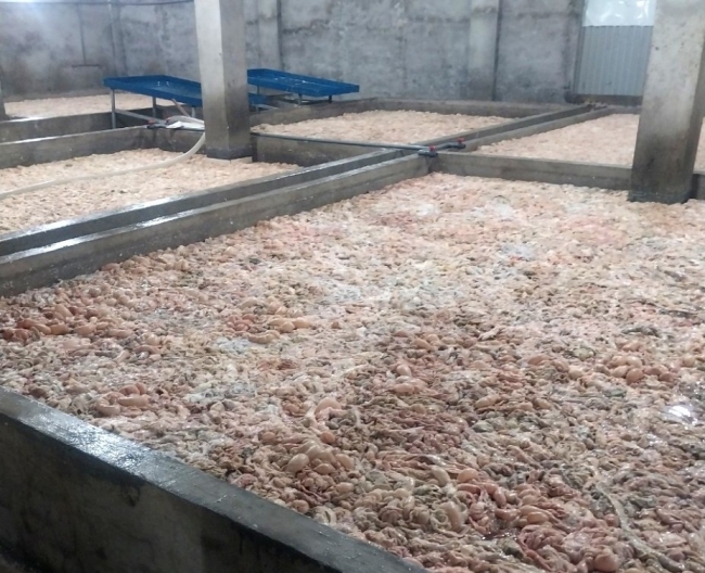 Bắc Ninh: Phát hiện tiêu hủy hơn 7 tấn lòng lợn bốc mùi hôi thối