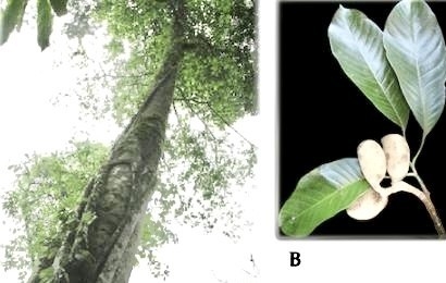 Cấp bằng sáng chế cho chế phẩm xua đuổi và phòng trừ côn trùng từ thảo mộc