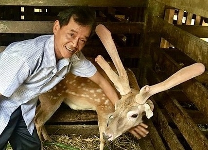 Hà Tĩnh: Phát triển chỉ dẫn địa lý cho nhung hươu Hương Sơn