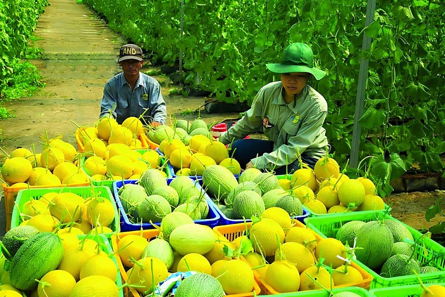 Vĩnh Long: Sử dụng hiệu quả vốn đầu tư công, sớm trở thành thành tỉnh nông nghiệp công nghệ cao Vĩnh Long: Sử dụng hiệu quả vốn đầu tư công, sớm trở thành thành tỉnh nông nghiệp công nghệ cao