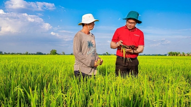 Agribank chủ lực cung ứng vốn cho đề án 1 triệu ha lúa chất lượng cao