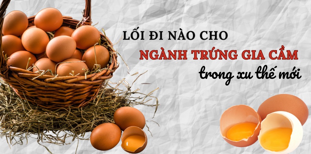 Lối đi nào cho ngành trứng gia cầm trong xu thế mới?