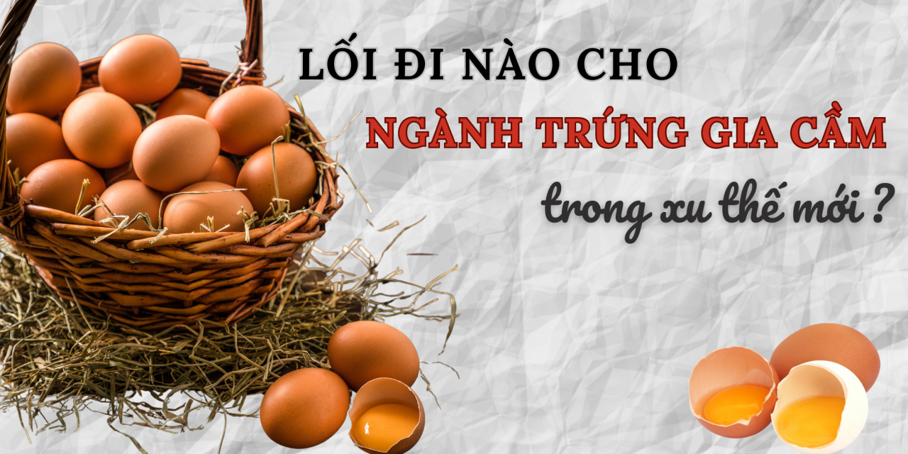 Lối đi nào cho ngành trứng gia cầm trong xu thế mới?