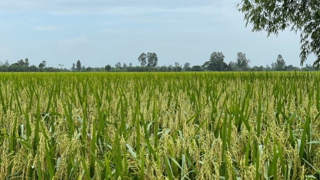 Khu vực đồng bằng sông Cửu Long: Nhiều tiềm năng phát triển thị trường tín chỉ carbon