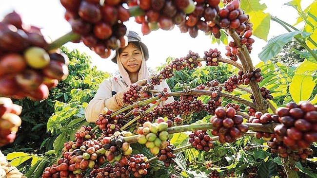 Hướng đi nào giúp cà phê Việt phát triển bền vững?