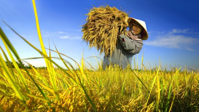 Đồng bằng sông Cửu Long: Nhiều lợi ích từ lối canh tác lúa hữu cơ