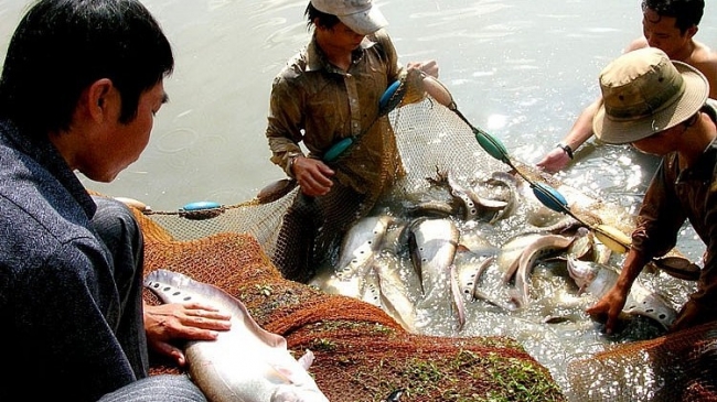 Hậu Giang: Khai thác hơn 70.500 tấn thủy sản trong 10 tháng