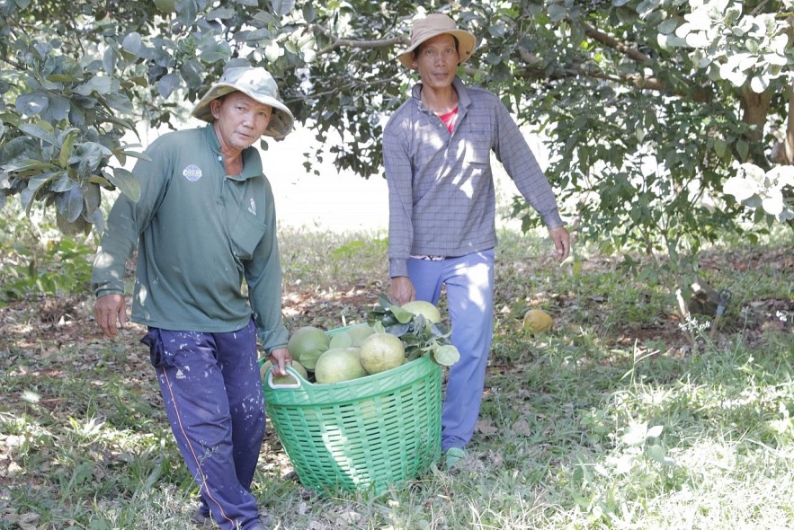 Bà Rịa-Vũng Tàu đẩy mạnh phát triển nông nghiệp công nghệ cao, đa dạng sản phẩm OCOP Bà Rịa-Vũng Tàu đẩy mạnh phát triển nông nghiệp công nghệ cao, đa dạng sản phẩm OCOP