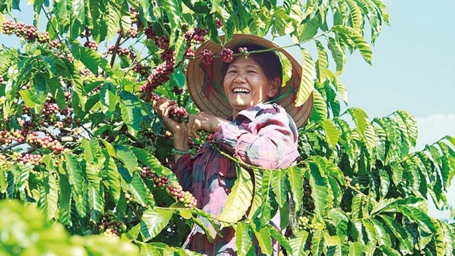 Giá cà phê biến động ra sao những tháng đầu năm 2025?