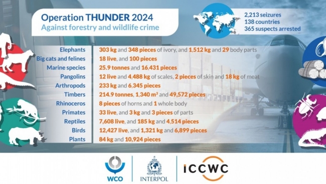 Triển khai Chiến dịch toàn cầu, WCO thu giữ hàng vạn cá thể động vật hoang dã