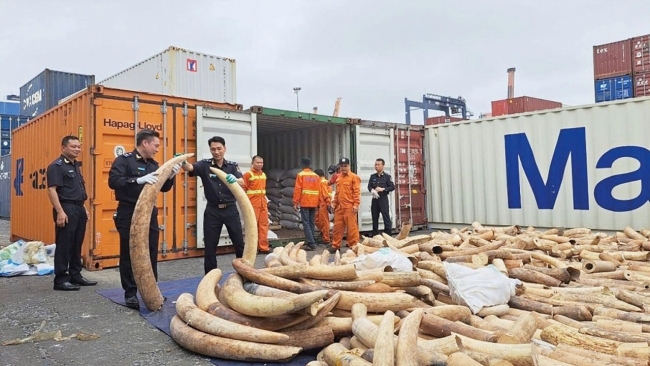 trien khai quyet liet cac bien phap chong buon lau dong vat thuc vat hoang da