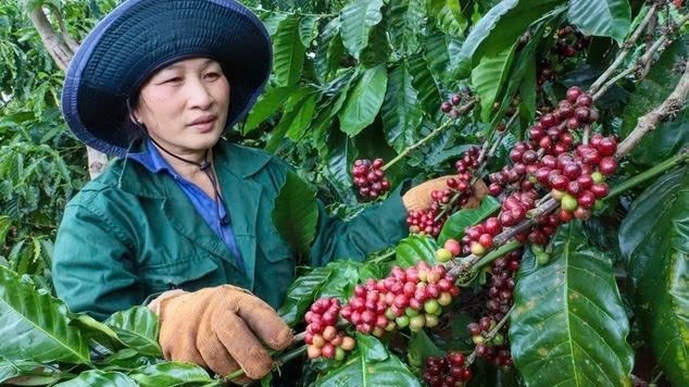 Nhiều bất ngờ về giá cà phê trong thời gian tới