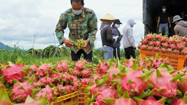 Thủ tướng chỉ đạo khẩn trương gỡ vướng cho thanh long, hồ tiêu xuất khẩu sang EU