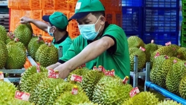 Siết chặt kiểm tra an toàn thực phẩm cho sầu riêng tươi xuất khẩu