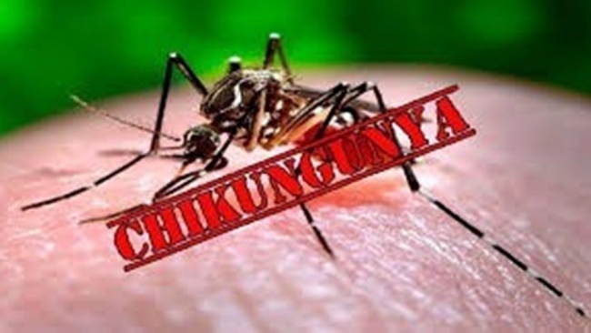 Việt Nam hiện chưa có ca mắc bệnh Chikungunya