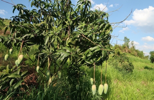 Việt Nam - Australia hợp tác thúc đẩy phát triển nông nghiệp số và tăng trưởng xanh