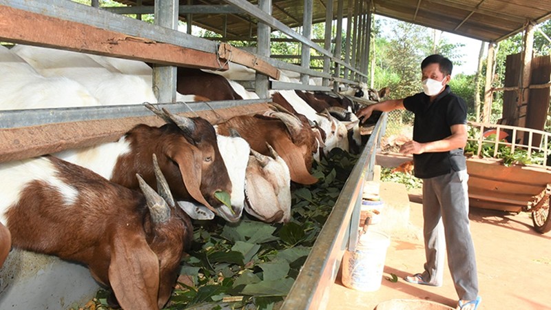 Quảng Trị: Nhân rộng mô hình giảm nghèo bền vững giai đoạn 2021 - 2025