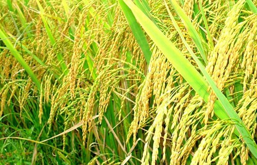 Doanh nghiệp nâng cao chất lượng gạo Việt xuất khẩu giữa cạnh tranh toàn cầu