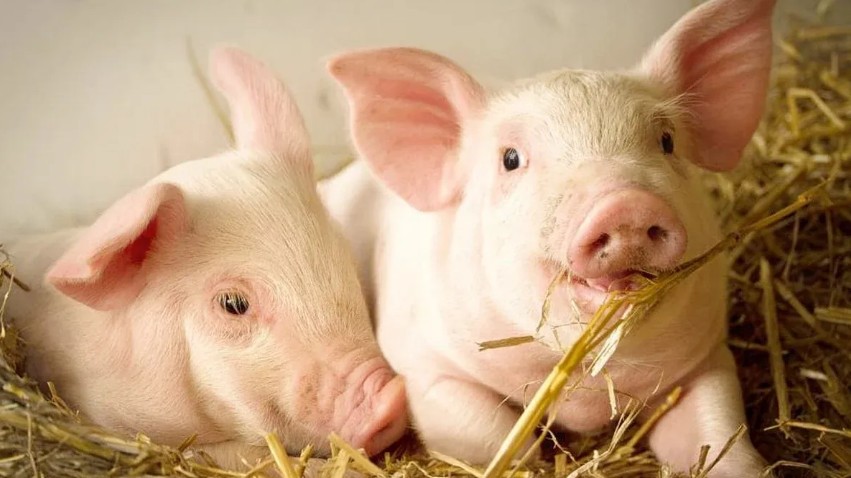 Ngày 10/9: Giá heo hơi duy trì đà tăng mạnh ở cả ba miền trên cả nước