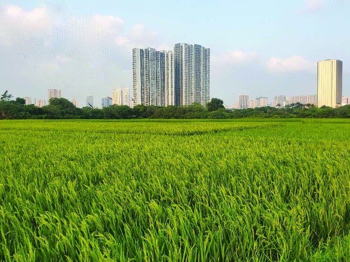 Gỡ vướng triển khai dự án trong thời gian chờ điều chỉnh Quy hoạch sử dụng đất quốc gia