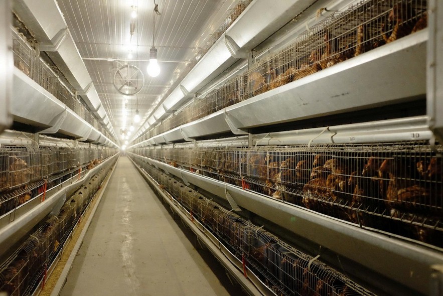 Nông nghiệp Hòa Phát nộp hồ sơ IPO, chào bán tối đa 30 triệu cổ phiếu