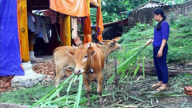 Nghệ An hỗ trợ giảm nghèo bền vững, tạo việc làm cho người dân
