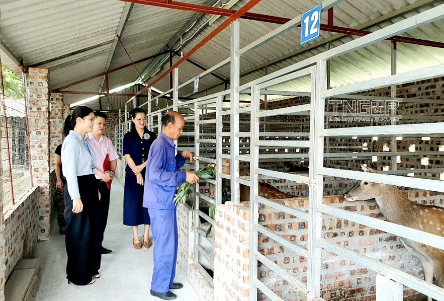 Thái Nguyên: Điểm sáng Chương trình mục tiêu quốc gia giảm nghèo bền vững