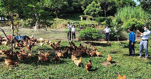 Thái Nguyên: Điểm sáng Chương trình mục tiêu quốc gia giảm nghèo bền vững