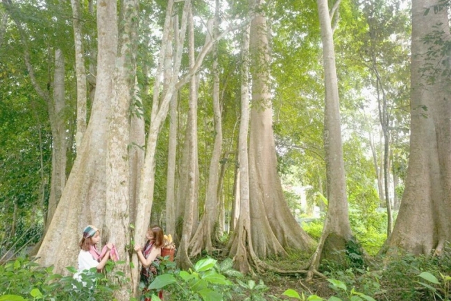 Lợi ích kép từ việc Việt Nam tham gia bán tín chỉ carbon