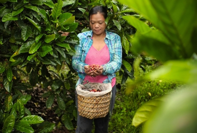 75 triệu USD hỗ trợ nông hộ nhỏ trồng cà phê và chuỗi cung ứng cà phê bền vững