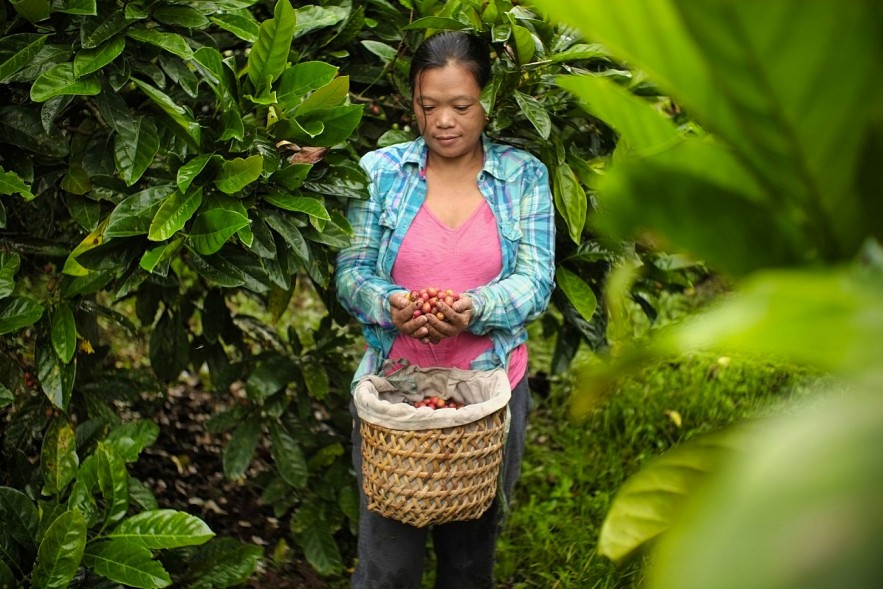 75 triệu USD hỗ trợ nông hộ nhỏ trồng cà phê và chuỗi cung ứng cà phê bền vững