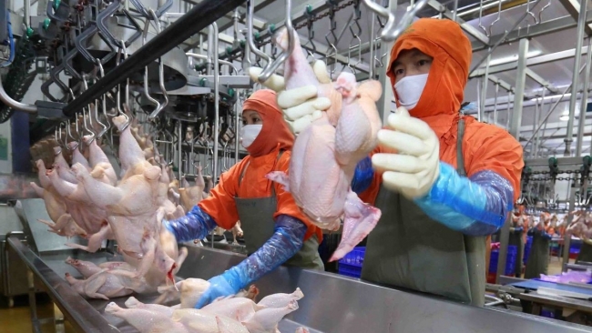 Đảm bảo nguồn cung và tăng sức cạnh tranh cho sản phẩm chăn nuôi xuất khẩu