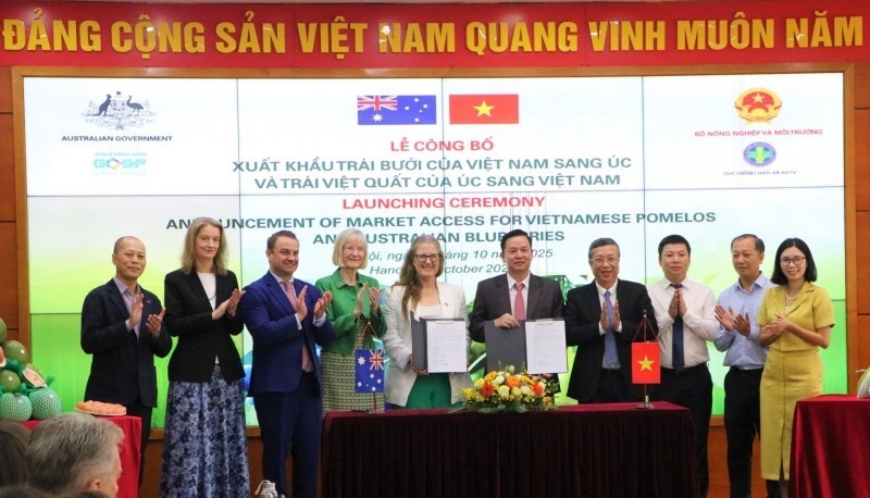 Việt Nam lần đầu xuất khẩu trái bưởi sang Úc Việt Nam lần đầu xuất khẩu trái bưởi sang Úc