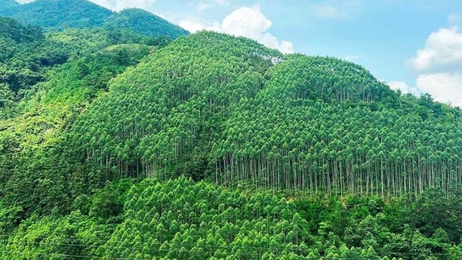 Sớm thí điểm thị trường carbon: Cơ hội mới cho tín chỉ carbon tại Việt Nam