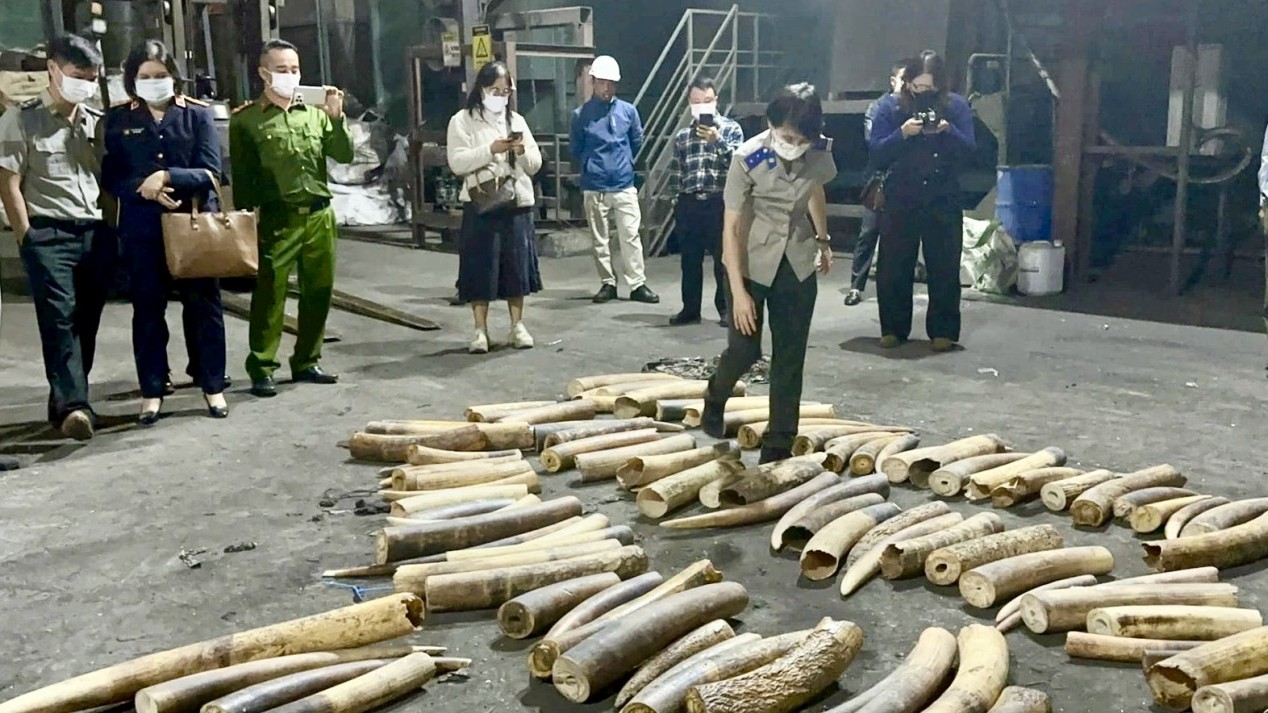 Hải Phòng tiêu hủy hơn 600 kg ngà voi tang vật các vụ án
