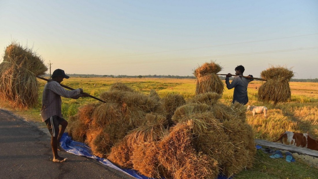 thi truong nong san tuan qua gia gao tai thi truong chau a cham muc thap nhat trong nhieu nam