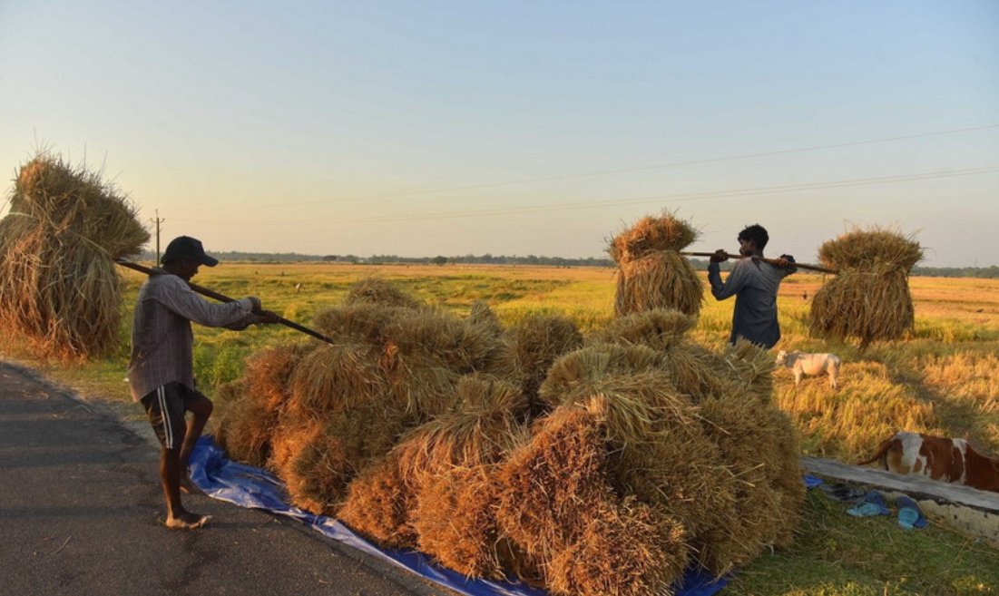 Thị trường nông sản tuần qua: Giá gạo tại thị trường châu Á chạm mức thấp nhất trong nhiều năm Thị trường nông sản tuần qua: Giá gạo tại thị trường châu Á chạm mức thấp nhất trong nhiều năm