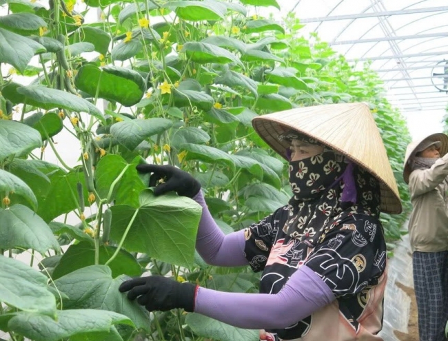 sua luat thue gia tri gia tang tiep suc cho doanh nghiep nong nghiep phat trien