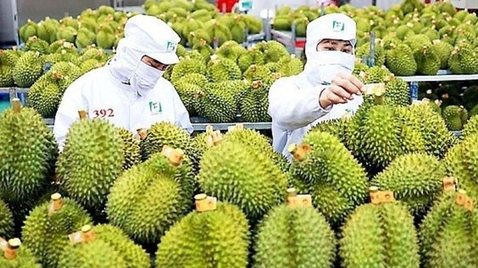 Hoạt động thông quan sầu riêng sang Trung Quốc duy trì ổn định