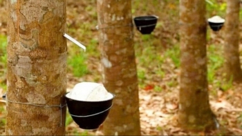 Ngày 5/11: Giá cao su tại các thị trường chính ở châu Á kém khởi sắc