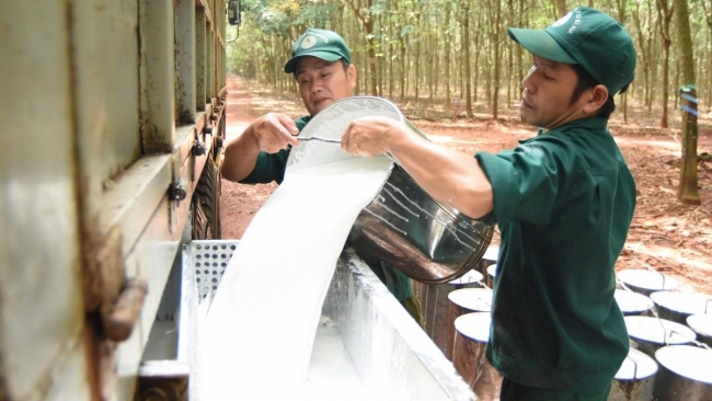 Ngày 7/11: Giá cao su tại các thị trường chính đảo chiều giảm