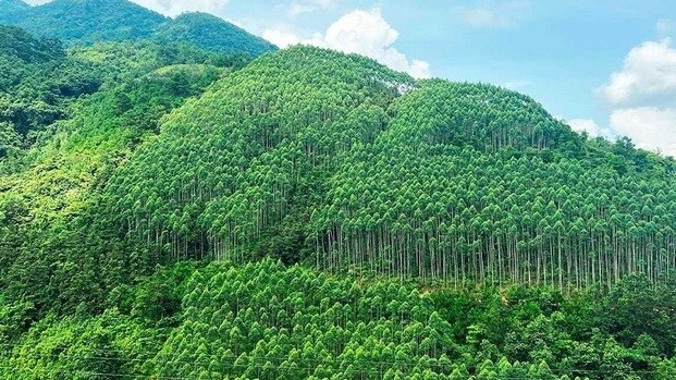 Huy động 15.291 tỷ đồng trồng trên 1,4 tỷ cây xanh trong giai đoạn 2021 - 2025