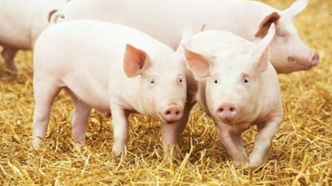 Ngày 17/12: Giá heo hơi đồng loạt tăng cả ba miền