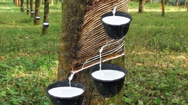 ngay 1512 gia cao su trong nuoc bien dong tang