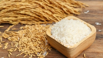 Ngày 22/12: Giá lúa gạo tại Đồng bằng sông Cửu Long bình ổn sáng đầu tuần