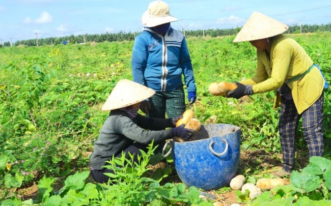 Tây Ninh triển khai 191 dự án, mô hình sinh kế, giúp hơn 1.587 hộ thoát nghèo bền vững