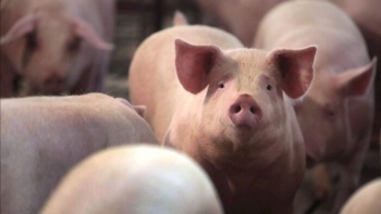 Ngày 29/12: Giá heo hơi trên cả nước duy trì ở ngưỡng khá tốt